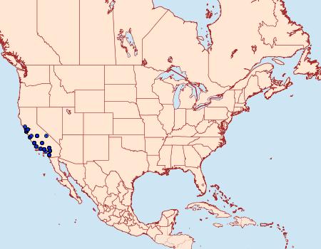 Distribution Data for Chionodes dammersi