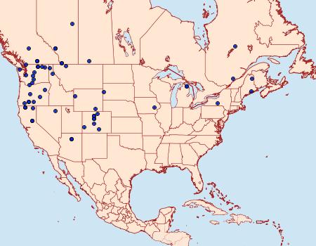 Distribution Data for Chionodes occlusa