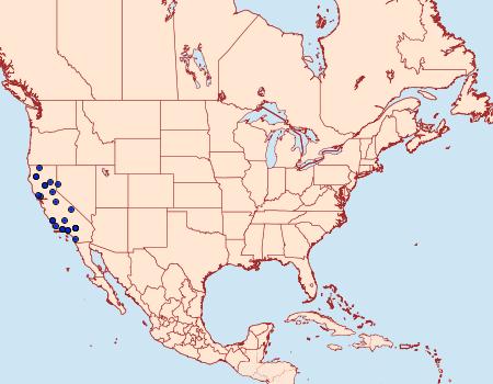 Distribution Data for Chionodes messor