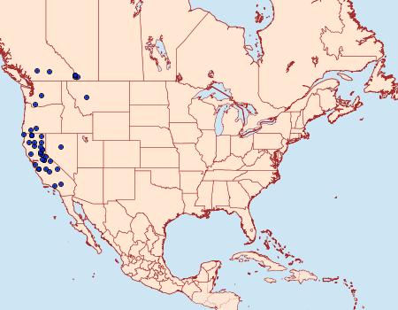 Distribution Data for Dasyfidonia avuncularia
