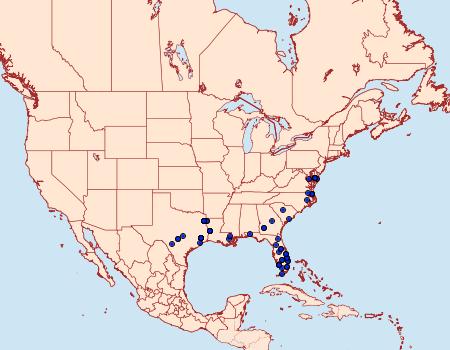 Distribution Data for Iridopsis pergracilis