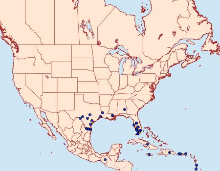 Distribution Data for Melipotis famelica