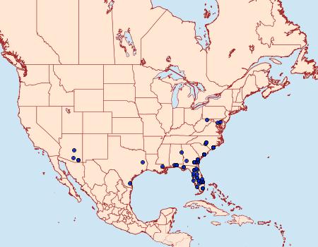 Distribution Data for Pseudanthracia coracias