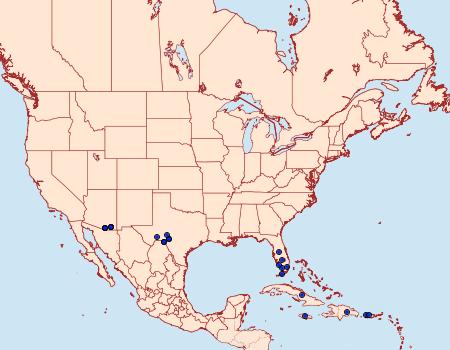 Distribution Data for Marathyssa furcata