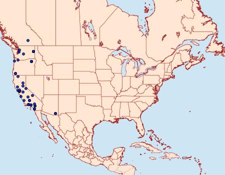 Distribution Data for Homoglaea californica