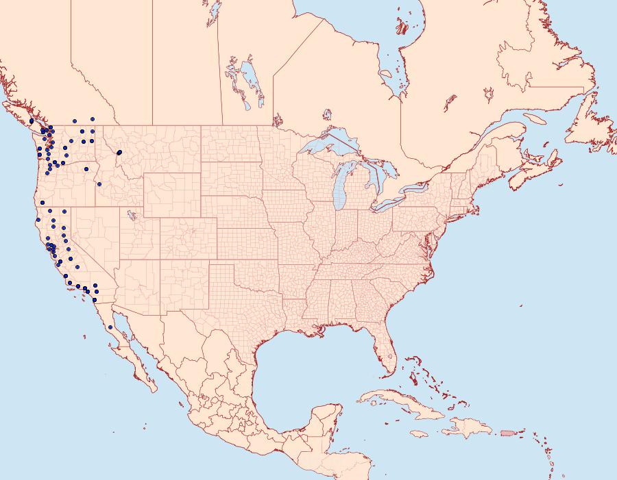 Distribution Data for Behrensia conchiformis