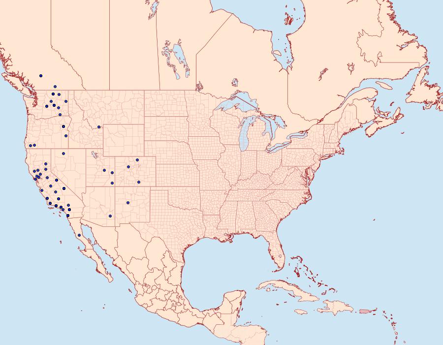Distribution Data for Cucullia eulepis