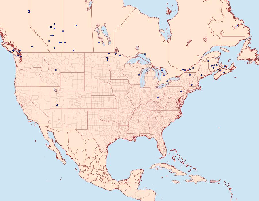 Distribution Data for Lacanobia atlantica