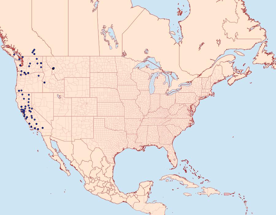 Distribution Data for Acerra normalis