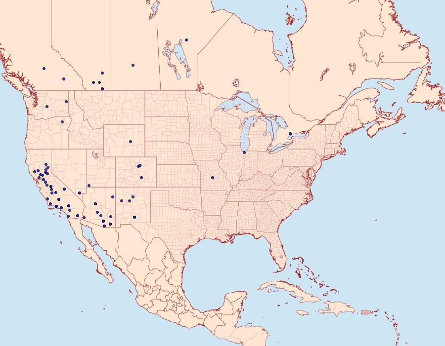 Distribution Data for Abagrotis orbis