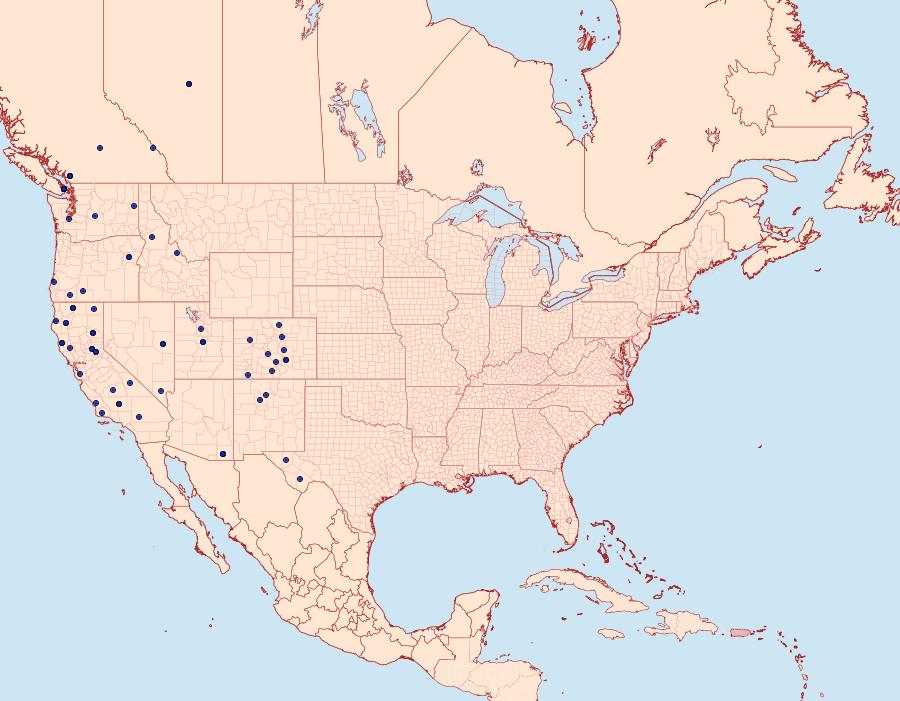 Distribution Data for Chionodes abella