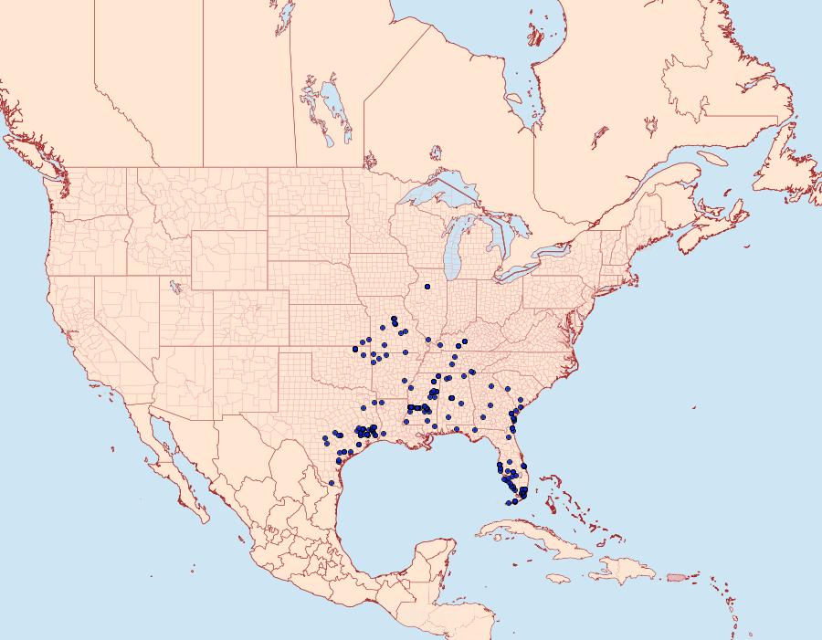 Distribution Data for Enaemia pupula
