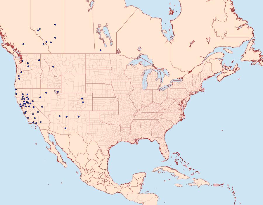 Distribution Data for Sesia pacificum