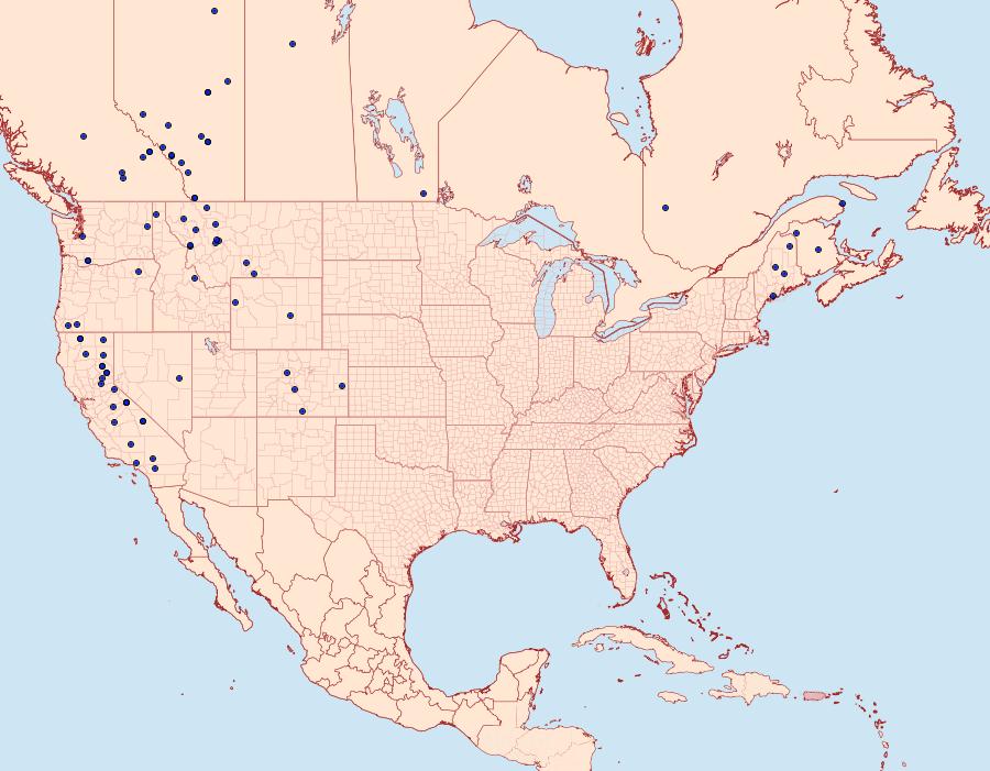 Distribution Data for Acossus populi