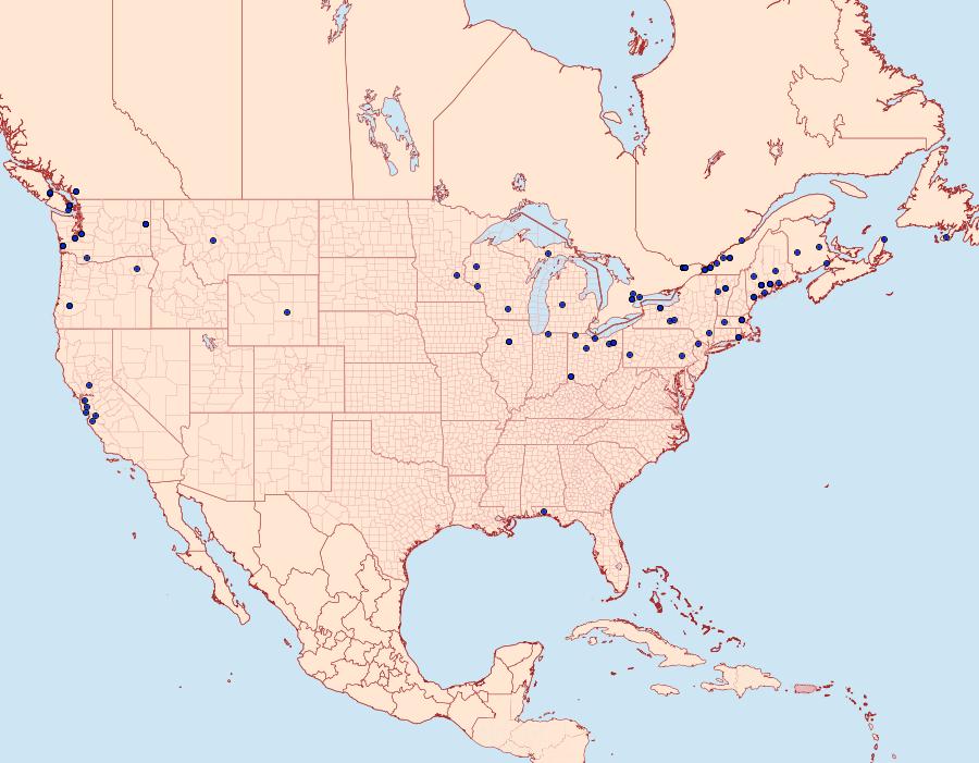 Distribution Data for Spilonota ocellana