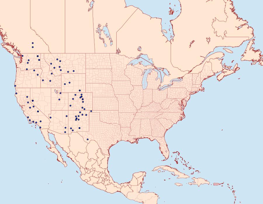 Distribution Data for Callophrys spinetorum