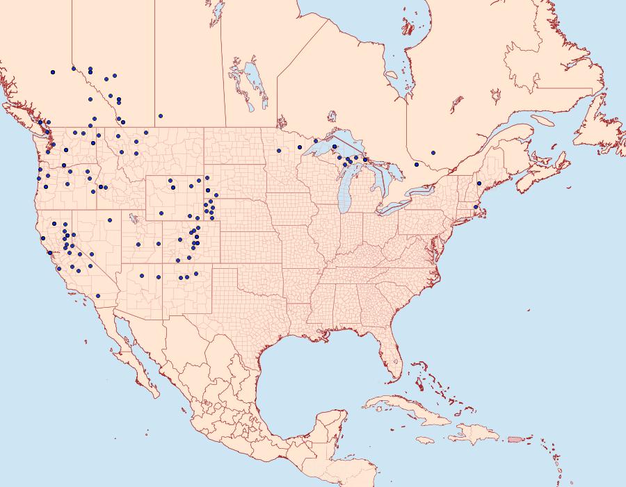 Distribution Data for Callophrys eryphon