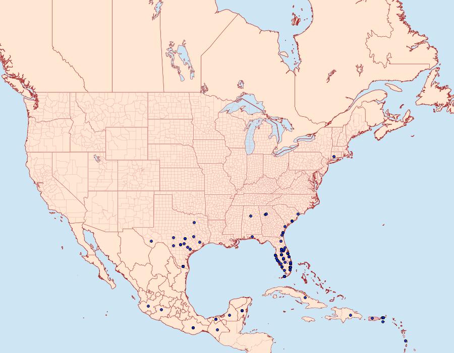 Distribution Data for Leptotes cassius