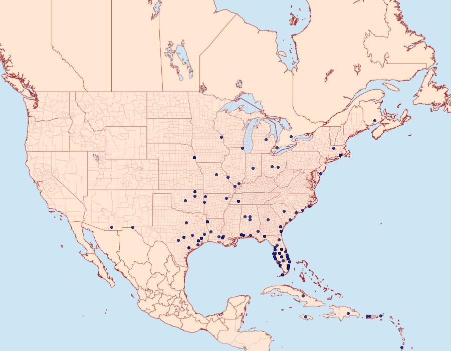 Distribution Data for Herpetogramma phaeopteralis