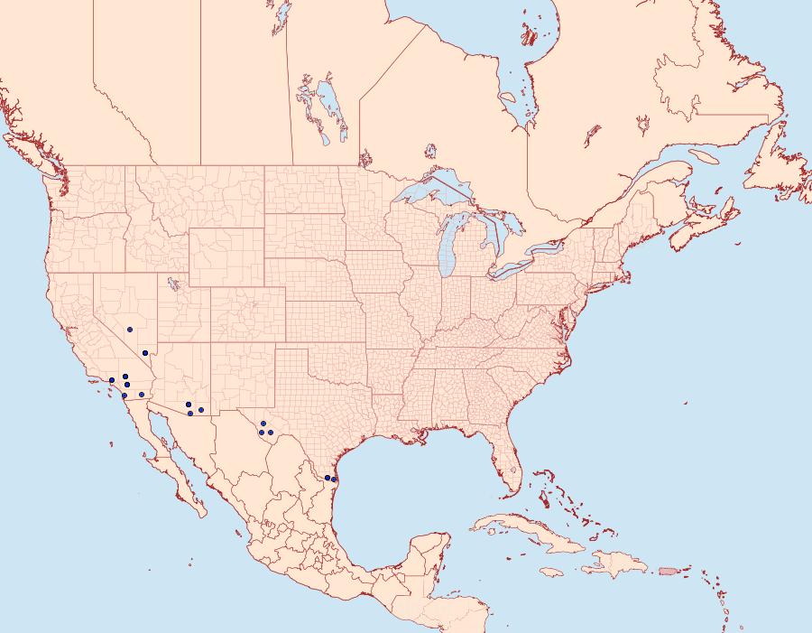 Distribution Data for Rindgea maricopa