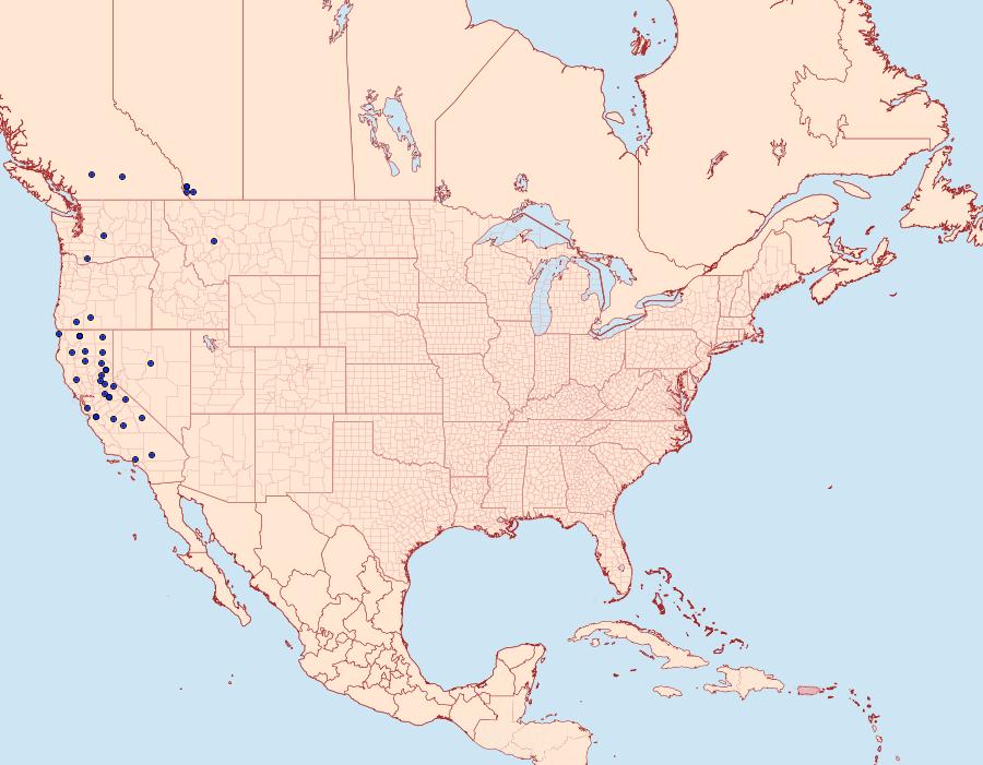 Distribution Data for Dasyfidonia avuncularia