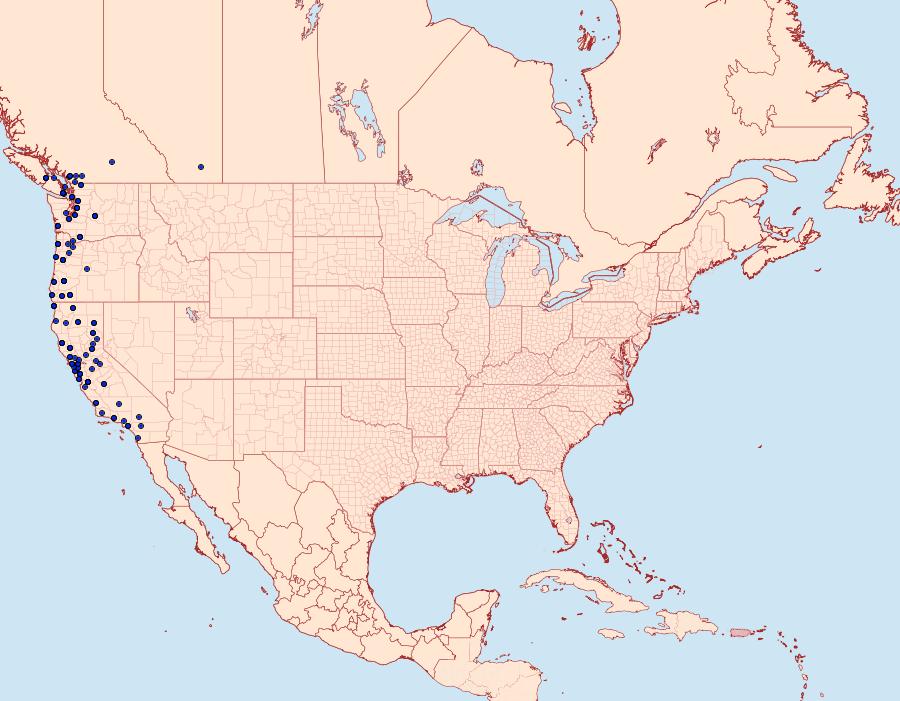 Distribution Data for Neoalcis californiaria