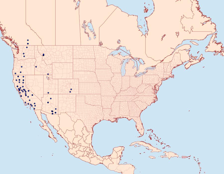 Distribution Data for Iridopsis clivinaria