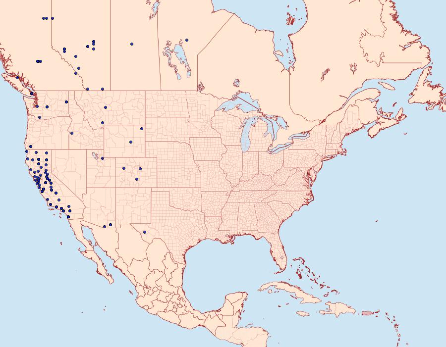 Distribution Data for Zenophleps lignicolorata