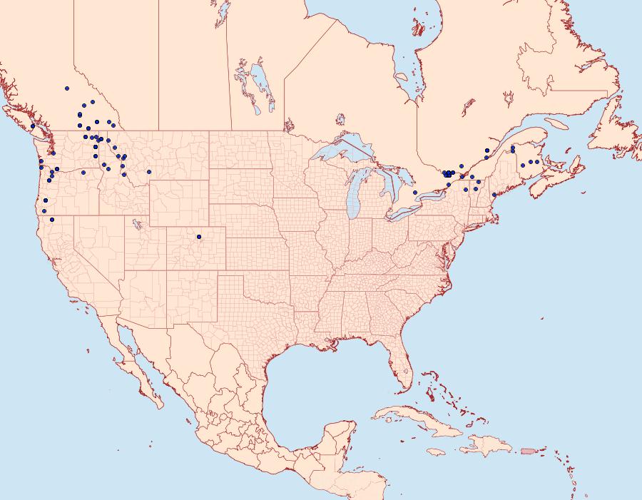 Distribution Data for Aplocera plagiata