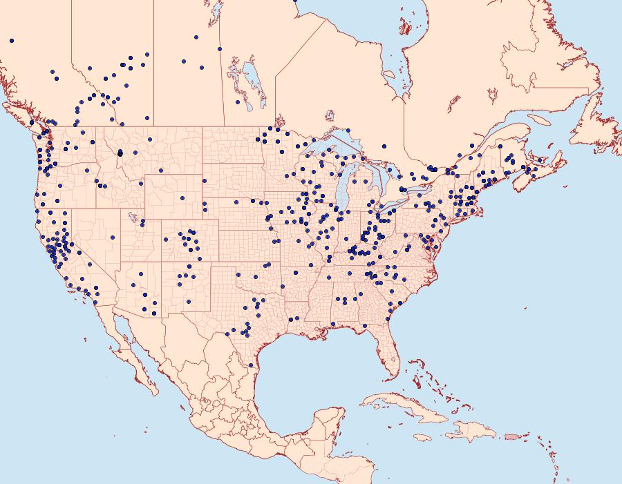 Distribution Data for Phyllodesma americana