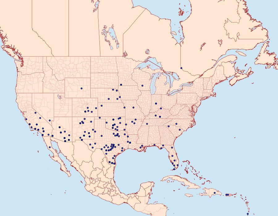 Distribution Data for Melipotis indomita