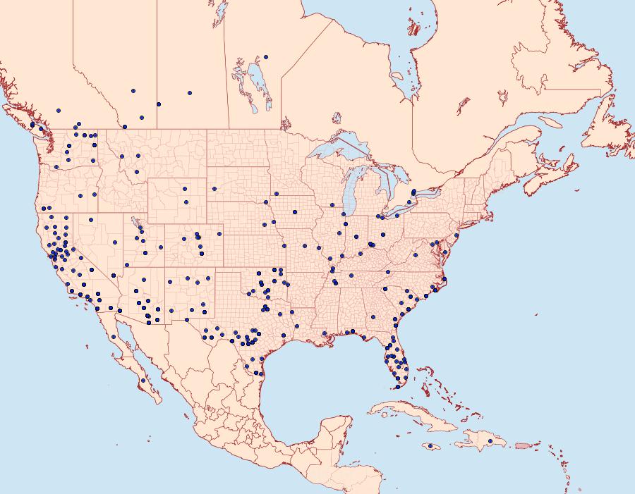 Distribution Data for Melipotis jucunda