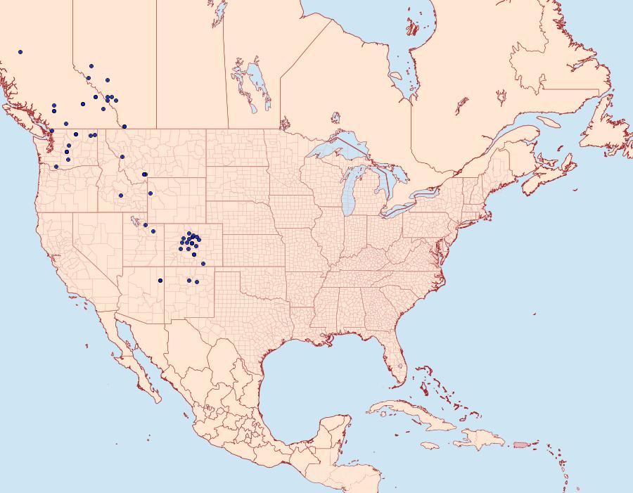 Distribution Data for Syngrapha angulidens