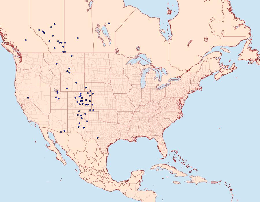 Distribution Data for Tarache augustipennis