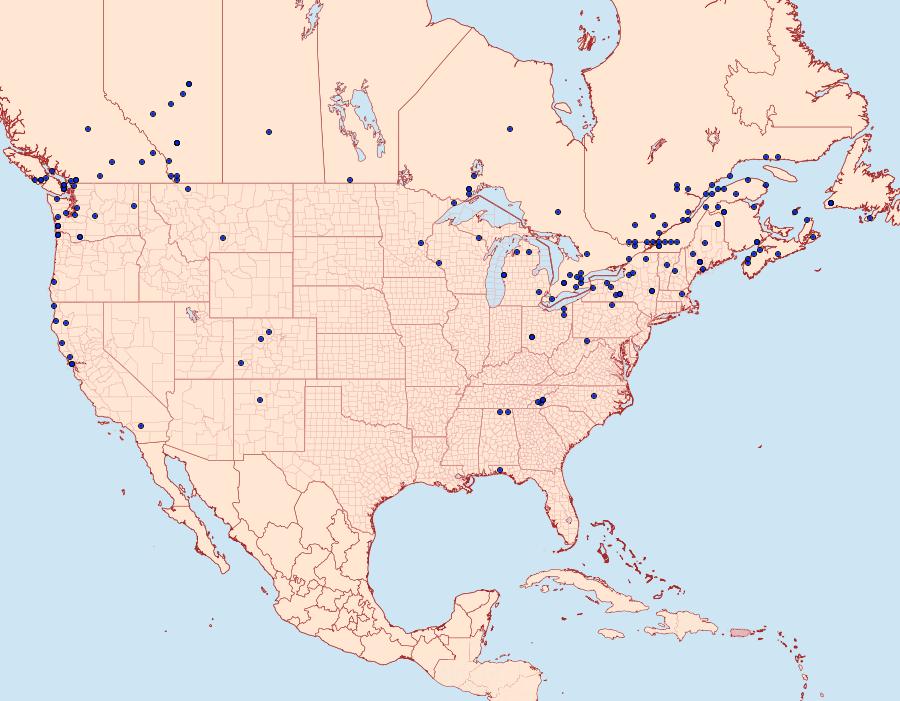 Distribution Data for Apamea vultuosa