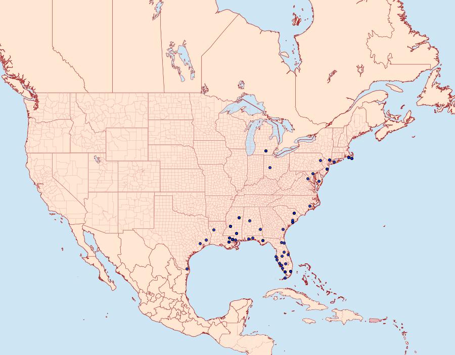 Distribution Data for Amolita roseola