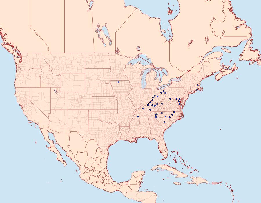 Distribution Data for Eupsilia cirripalea