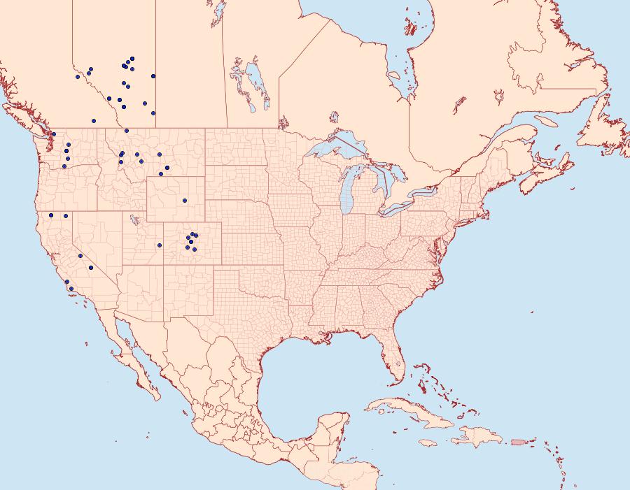 Distribution Data for Brachylomia populi